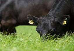 ABP Cows eating grass