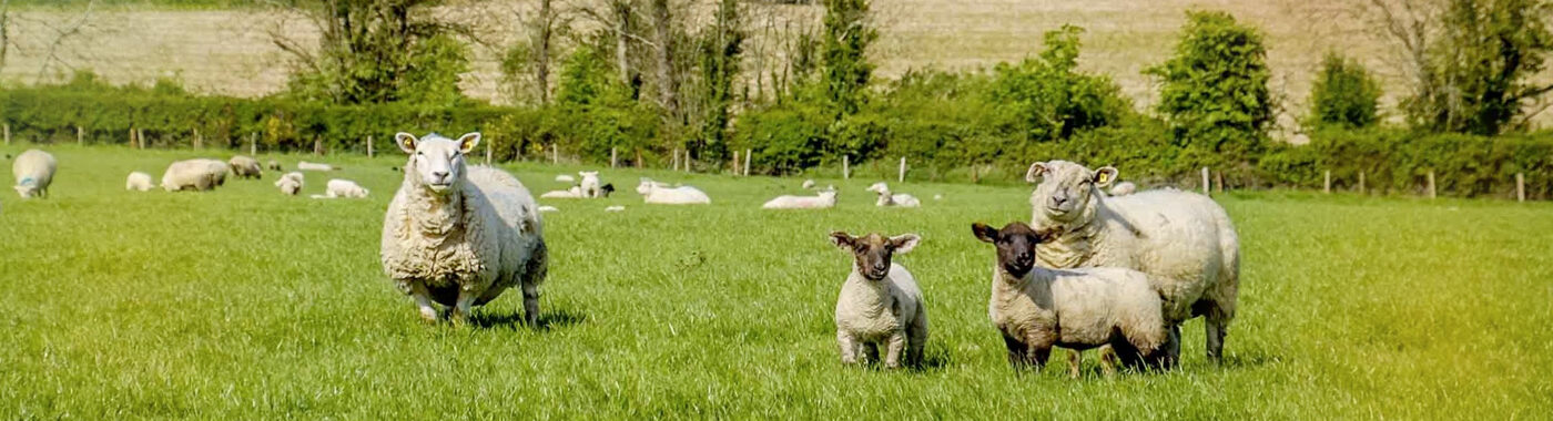 Owce i jagnięta Irish Country Meats na polu