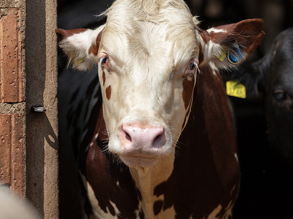 ABP Poland Cattle