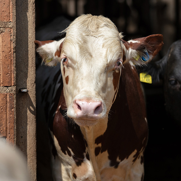 ABP Poland Cattle