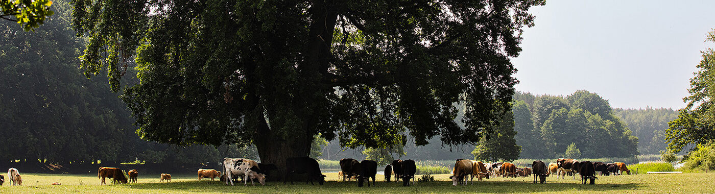 ABP Poland landscape with cattle under trees